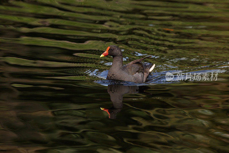 Dusky Moorhen，黑步鸡游泳